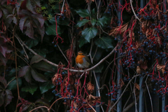 Erithacus rubecula