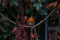 Erithacus rubecula