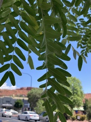Gleditsia triacanthos