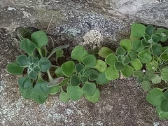 Aichryson villosum