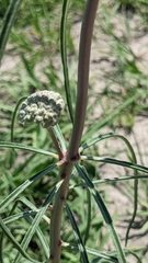 Asclepias engelmanniana