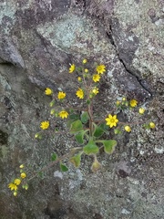 Aichryson villosum