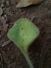 Aichryson villosum