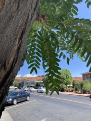 Gleditsia triacanthos