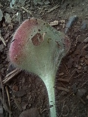 Aichryson villosum