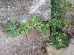 Aichryson villosum