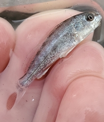 Menticirrhus