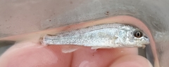 Menticirrhus