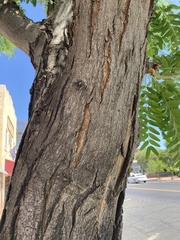 Gleditsia triacanthos