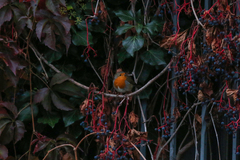 Erithacus rubecula