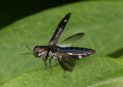 Agrilus obsoletoguttatus