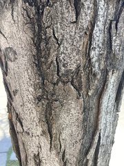 Gleditsia triacanthos