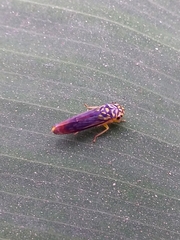 Dilobopterus costalimai