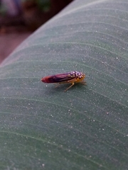 Dilobopterus costalimai