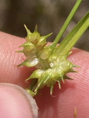 Carex × subviridula