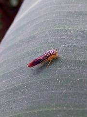 Dilobopterus costalimai