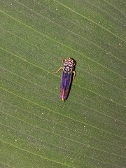 Dilobopterus costalimai