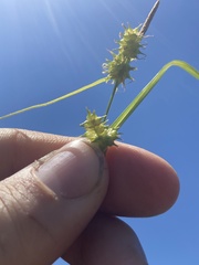 Carex × subviridula