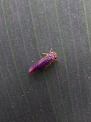 Dilobopterus costalimai