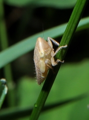 Athysanus argentarius