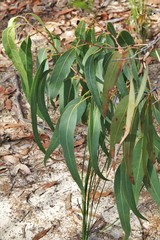 Corymbia eximia