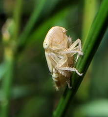Athysanus argentarius