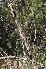 Corymbia eximia