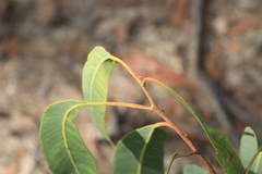 Corymbia eximia