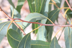 Corymbia eximia