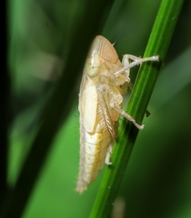 Athysanus argentarius