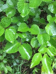 Viburnum alabamense