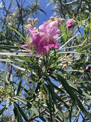 Chilopsis linearis