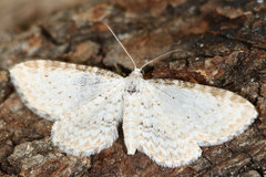 Eupithecia cretaceata