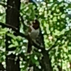 Pipilo erythrophthalmus