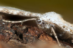 Eupithecia cretaceata
