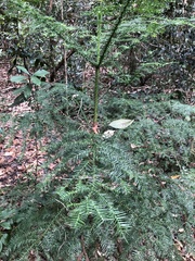Araucaria cunninghamii