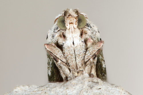 Bee Moth, photo 4 of 10
