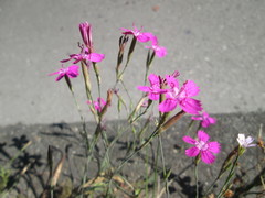 Dianthus deltoides