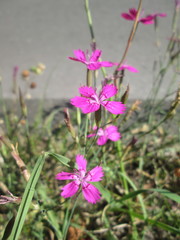 Dianthus deltoides