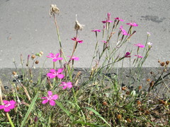 Dianthus deltoides