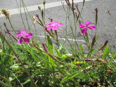 Dianthus deltoides