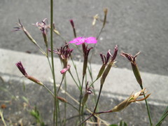 Dianthus deltoides