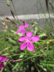 Dianthus deltoides