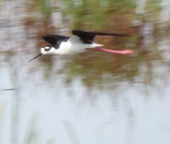 Himantopus mexicanus mexicanus