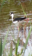 Himantopus mexicanus mexicanus