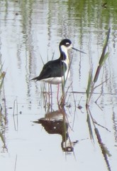 Himantopus mexicanus mexicanus