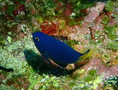 Pomacentrus flavioculus