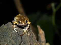 Eleutherodactylus nitidus