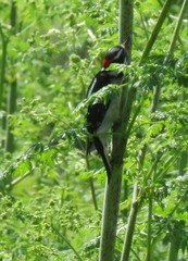 Dryobates villosus harrisi