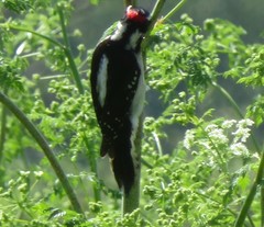 Dryobates villosus harrisi